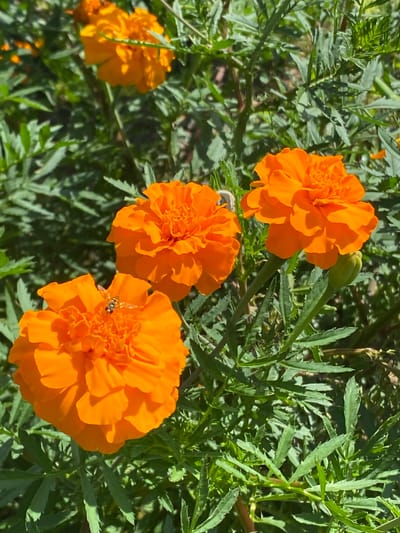 The image shows a close-up, sunlit view of bright orange marigolds in a garden. Three fully bloomed marigold flowers are visible, with one in the foreground on the left, another to its right and slightly behind, and a third further back and to the right. A small, striped insect, possibly a hoverfly, is resting on the petals of the flower in the lower left. Lush green foliage fills the background and surrounds the flowers. A single green marigold bud is also present, located to the right of the middle flower. The scene appears to be outdoors, likely in a private garden or park. The specific location in Kushchovskaya, Russia is not discernible from the image itself, as there are no identifying landmarks or features. The lighting suggests it is daytime, likely midday, with strong sunlight creating bright highlights and shadows on the flowers.