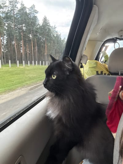 A black cat with striking green eyes is captured in a side-profile shot, peering out from inside a car. The cat's fur is long and fluffy, particularly around its neck, giving it a distinguished appearance. Its gaze is directed downwards and slightly to the left, suggesting it's observing something outside the vehicle.

The setting is the interior of a car, with the headliner and a portion of a seat visible. A bright yellow plastic bag and a red piece of fabric are haphazardly placed in the background, hinting at travel or a recent outing. The car window provides a view of the exterior, which appears to be a landscape of pine trees under a bright, overcast sky, suggesting it's daytime and possibly a mild weather condition. The green of the grass and the brown of the tree trunks are visible through the slightly streaked window. There are white horizontal lines that may indicate a fence or some sort of outdoor structure.

The image is taken from a low angle, looking upwards towards the cat. The lighting suggests it is daytime, with diffused light coming from the sky. The cat's expression is one of curiosity and attentiveness, its eyes wide and focused. The overall impression is a candid moment of a pet enjoying or observing the scenery during a car journey. The location context of Levashovo, Russia, aligns with the presence of pine forests. No visible text is present in the image.