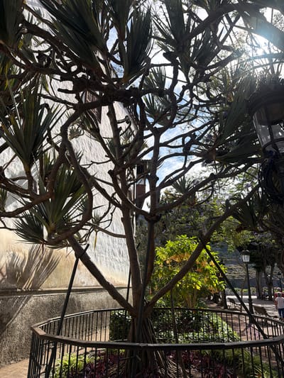 The image depicts a park in Icod De Los Vinos, Spain, characterized by lush vegetation and traditional architecture. In the foreground, a distinctive dragon tree with gnarled branches is enclosed by a black metal railing. Behind the tree, a textured white building with a window is visible, casting shadows on its surface. Further into the park, a pathway meanders through a garden area with flowering trees, lampposts, and benches. Several individuals are present, with one person walking away from the camera towards the right side of the frame. The overall scene suggests a serene outdoor environment, likely a public garden or plaza, bathed in sunlight.