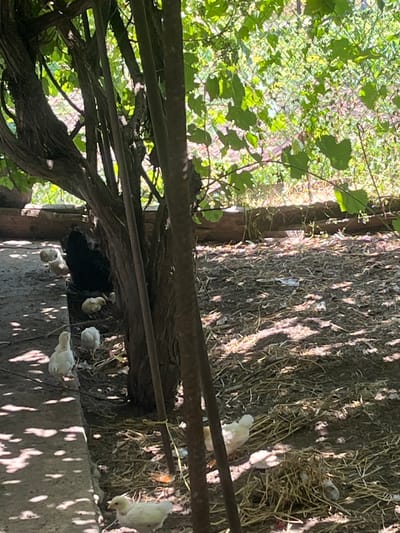 In a rustic outdoor setting, likely a farmyard or backyard in Chernove, Ukraine, a black hen is partially visible, surrounded by several fluffy yellow chicks. The ground is covered in dry leaves, straw, and some debris, indicating a natural, unmanicured environment. Sunlight filters through the dense green foliage overhead, casting dappled shadows across the scene. The chicks are scattered across the ground, some appearing to forage while others huddle near the hen. A concrete path or border runs along the left side of the frame, with sunlight creating distinct patterns on its surface. The overall impression is one of a peaceful, domestic moment within a natural habitat.