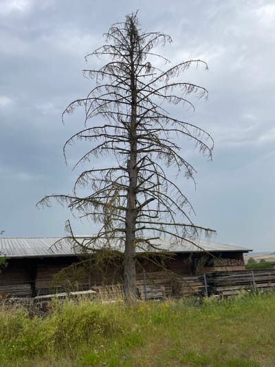 A dead, tall evergreen tree stands in the foreground, its branches bare and skeletal, against a cloudy sky. Behind the tree, a long, low-slung building with a corrugated metal roof is visible. The building appears to be a storage facility or barn, with stacks of lumber and wood planks piled outside and inside. The surrounding area is overgrown with tall green grass and some small yellow wildflowers. The scene suggests a rural or industrial setting, possibly on the outskirts of the city of Bad Salzschlirf, Germany. No people or animals are present in the image.