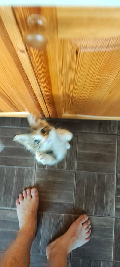 An unfocused, close-up, vertical shot shows a ginger and white cat playing on a dark brown tiled floor. The cat is positioned in the center of the frame, looking up, with its front paws extended. In the foreground, there are two bare feet, facing the camera, with the left foot closer. Behind the cat, a wooden surface with vertical planks is visible, possibly a cabinet or door. The lighting suggests an indoor environment. The provided location, Малая Листовка, Russia, is not visually represented in the image.