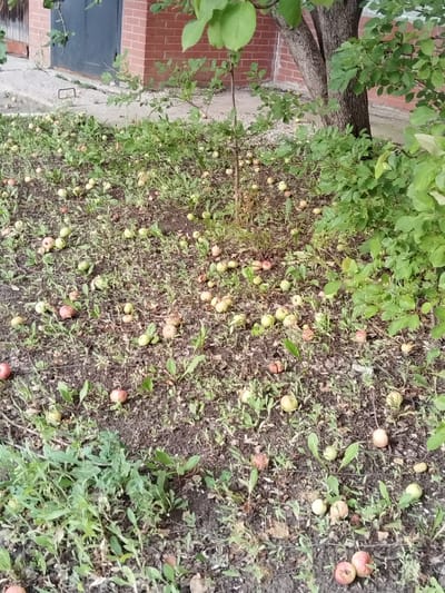 The image depicts a ground-level view of an outdoor area, likely a yard or park, in Roshchinsky, Russia. The scene is dominated by a large number of fallen apples scattered across the dark soil and interspersed with green vegetation, primarily grass and small plants. A tree trunk is visible in the upper right quadrant, with its branches and leaves extending into the frame, providing some shade. In the background, a brick building with a dark-colored door is partially visible, along with a concrete walkway. There are no people or animals present in the image. The overall impression is one of a natural, slightly unkempt environment.