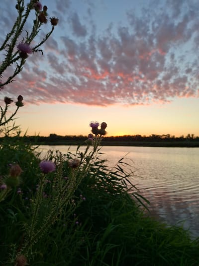 The image depicts a tranquil scene at sunset by a body of water, likely a river or lake. In the foreground, thorny thistle plants with purple flower buds are visible, their spiky stems reaching upwards. Dense green grass lines the bank. The water's surface is rippled, reflecting the soft hues of the sky. The horizon is marked by a dark line of trees or vegetation. Above, the sky is a gradient of colors, with pale blue at the top transitioning to warm orange and yellow near the horizon, punctuated by scattered, wispy clouds tinged with pink and orange from the setting sun. The overall atmosphere is peaceful and natural, suggesting an outdoor setting in a rural or natural environment. The location is identified as Novolokinskaya, Russia. There are no people or animals visible in the image, and no specific actions or interactions are taking place.