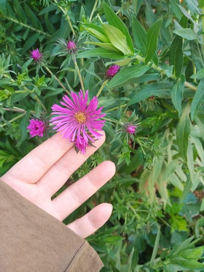 A close-up, eye-level shot shows a person's left hand, with fingers extended and partially obscuring the lower left portion of the frame. The hand is pale and lightly tanned, with visible knuckles and fingernails. A brown, long-sleeved garment is visible along the bottom left edge, covering the forearm. The hand is positioned near a cluster of vibrant pink aster flowers. One fully bloomed aster is the most prominent subject, located slightly right of center, with delicate, pointed petals radiating from a yellow center. To its left, another smaller, unopened aster bud is visible. The flowers are set against a backdrop of lush, green foliage, with varying shades of green leaves and stems. The scene appears to be outdoors, possibly in a garden or natural setting within the city of Suzak, Kyrgyzstan. The lighting is natural and diffused, casting soft shadows.