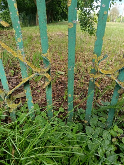 The image shows a close-up view of a green metal fence with decorative scrolls, likely an outdoor setting in Niasvizh, Belarus. The fence is weathered and covered in patches of yellow and gray lichen. Behind the fence, there is grass, fallen leaves, and some greenery. In the background, there are trees and a glimpse of another fence. The lighting suggests it is daytime, with the sun casting some shadows. There are no people or animals visible in the image.