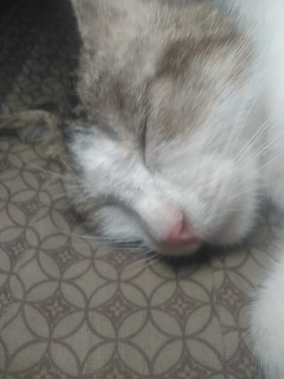 This image depicts a domestic cat sleeping in Yellowknife, Canada. The subject, a cat, is presented in a close-up view, with its eyes closed, indicating a state of rest or sleep. Its fur is a mix of white, grey, and light brown tones. A pink nose and multiple white whiskers are clearly visible. The cat's head is resting on a textile surface, likely a pillow or bedding, which features a repeating geometric pattern of interlocking circles and stylized quatrefoils in shades of brown and tan. No other subjects or actions are discernible. The environment appears to be an indoor setting.