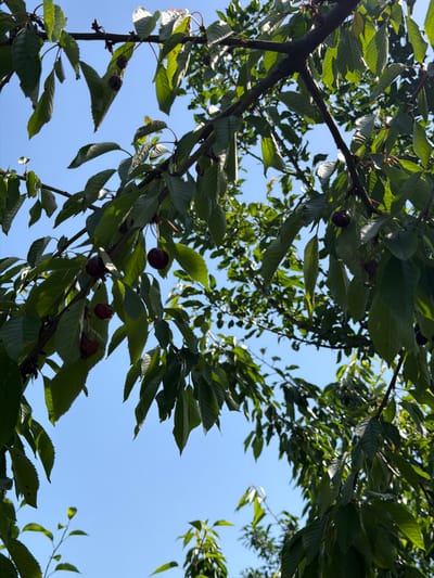 A close-up, low-angle shot captures a cherry tree branch against a clear blue sky. The branch, dark and textured, is laden with lush, green leaves, some catching the sunlight. Several cherries hang from the branch, some appearing dark red, while others seem to be dried or overripe, exhibiting a wrinkled, shriveled texture. The background is a seamless expanse of bright blue sky. The scene is likely in Novosilka, Ukraine, suggesting an outdoor environment with fruit-bearing trees common to the region. No people are visible.
