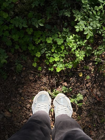 The image presents an overhead view of a person's feet positioned on a sun-dappled forest floor in Virši, Latvia. The person is wearing light grey or white athletic shoes, featuring mesh uppers, white soles, and white laces. Dark grey pants, possibly corduroy, are visible, gathered above the shoes.
The ground beneath is a tapestry of natural elements. To the left, lush green vegetation dominates, including numerous three-leaf clovers and other leafy undergrowth, suggesting a vibrant forest ecosystem. Patches of intense sunlight illuminate these plants, creating bright highlights against deeper shadows.
The right side of the frame and the area directly under the feet are covered with typical forest floor debris. This includes dry, brown fallen leaves, pine needles, small twigs, and branches. A distinct pine cone is visible towards the bottom right of the image. Mossy patches are also interspersed throughout the ground cover.
The lighting indicates a clear, sunny day, with strong, directional sunlight filtering through an overhead canopy, casting sharp shadows and highlighting textures on both the vegetation and the forest litter. The scene captures a moment of being immersed in a natural, wooded environment. No text is visible in the image.