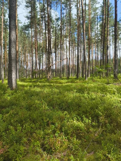 The image depicts a dense pine forest floor covered in lush green vegetation, primarily blueberry bushes, with dappled sunlight filtering through the tall trees. The scene is located in the Патоцкі сельскі Савет, Belarus. The foreground is dominated by the thick undergrowth, while the background features a dense vertical arrangement of pine trees, with a few scattered birch trees visible. A fallen tree trunk extends diagonally across the middle ground. The sky is partially visible through the canopy, showing patches of blue with some white clouds. There are no people or animals present in the image. The environment is natural and undisturbed.