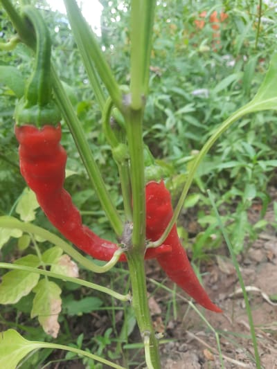 Two bright red chili peppers hang from a green stem in a garden. The pepper on the left is longer and slightly curved, with a prominent green stem attaching it to the plant. The pepper on the right is shorter and tapers to a point, also attached by a green stem. The plant has several green leaves and stems, with a blurred background of more greenery, some light-colored soil, and hints of other orange and white flowers or plants. The scene is outdoors and appears to be a close-up shot of peppers growing on a plant. The location is specified as Восеабад, Tajikistan.