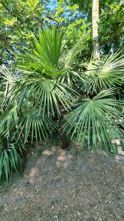 The image depicts a sunny outdoor scene in Llocalou, Spain, featuring a cluster of lush green palm fronds prominently in the foreground. Behind the palm, a slender tree trunk with textured bark stands vertically, partially obscured by the foliage. The ground is a mix of dry soil and sparse dry grass, with some scattered leaves and twigs, suggesting a natural or garden setting. The background consists of dense green foliage and a clear blue sky. The overall impression is of a tranquil, natural environment bathed in sunlight.
