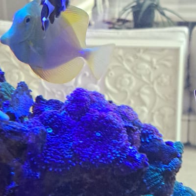 An aquarium features a blue and yellow tang fish swimming near purple coral under artificial lighting. The background consists of a blurred white textured surface and a hint of greenery from a potted plant. The scene is an indoor environment.