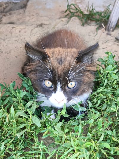A fluffy, black and white kitten with bright yellow eyes is nestled in green foliage, looking directly at the camera. The kitten's face is partially obscured by the leaves, with only its eyes, nose, and whiskers clearly visible. The background appears to be dirt and stone, suggesting an outdoor setting. The image does not contain any information about the city of Лосева, Belarus.
