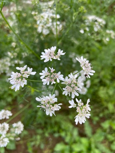 A close-up, overhead shot captures a cluster of delicate white flowers with pink centers. One of the flower clusters has a small, dark insect on it. The flowers are set against a blurred green background of foliage, suggesting an outdoor environment. The image does not contain any identifiable landmarks or information specific to Meshcherskoye, Russia.