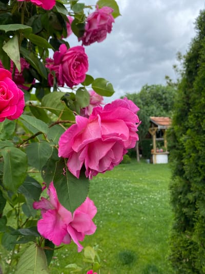 The image depicts a close-up view of pink roses in a garden, likely in a residential setting. In the background, out of focus, is a lawn and a small wooden structure resembling a gazebo or shed. The sky is overcast. The roses are the dominant subject, with varying degrees of bloom and visibility, surrounded by green leaves. No people are visible. There is no basis in this image to determine the location in the city of Bratia Kunchevi, Bulgaria.