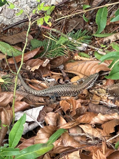 The image shows a lizard on a forest floor covered in fallen leaves and pine needles. A thin green stem with a few leaves is visible to the left of the lizard. The lizard is camouflaged against the brown and tan colors of the leaves. Its body is slender with a long tail. The background consists of more leaves, pine branches, and some greyish rocks. The scene is a natural outdoor environment. Based on the provided location of Kufstein, Austria, this scene is likely depicted in a wooded or forested area surrounding the city, potentially a hiking trail or a natural park. There are no people visible in the image.