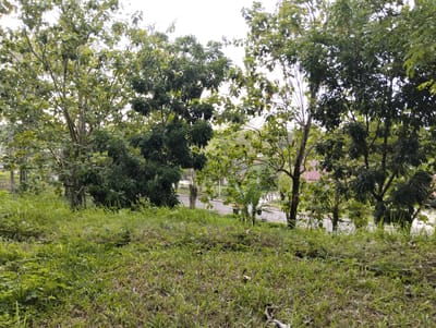 The image depicts a verdant, grassy hillside overlooking a road in Palohgadeng, Indonesia. Several trees with lush green foliage are scattered across the scene, some reaching high into the bright, overcast sky. The foreground is dominated by thick, overgrown grass and smaller plants, with some dry leaves visible on the ground.
In the middle ground, a paved road curves gently through the landscape. Beyond the road, a few buildings with reddish-brown roofs are partially visible through the trees. A white fence runs along the side of the road, and a trash can is positioned nearby. The overall impression is one of a natural, somewhat unkempt environment with signs of human habitation in the distance.
The time of day appears to be daytime, with the sky being bright but cloudy, suggesting it might be overcast or a hazy morning/afternoon. There are no people or explicit activities taking place. The scene conveys a sense of tranquility and natural beauty, with the vibrant green of the vegetation being the most striking element. There is no visible text in the image.