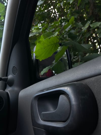 The image depicts the interior of a vehicle, focusing on a car door panel and a side mirror, with lush green foliage visible through the car window. The door panel is a dark gray, textured material, featuring a black interior door handle and a circular speaker grille. The side mirror, reflecting a blurred red object, is partially obscured by a large, vibrant green leaf from an overhanging plant. The background is dominated by the dappled sunlight filtering through the dense green leaves of trees. The scene suggests a vehicle parked in a natural, possibly wooded, area.