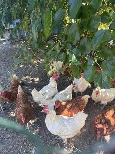 A flock of chickens, both brown and white, are gathered on the ground, some pecking at the dirt, others looking towards the camera. The chickens are in an outdoor enclosure, as evidenced by the green mesh fence visible in the foreground and background. Lush green leaves from a tree or bush hang over the scene, casting dappled shadows on the ground. The ground itself is a mixture of dirt and dried grass. The lighting suggests it is daytime, possibly late morning or afternoon, with the sun shining brightly. There is no visible text in the image. The scene appears to be in a rural setting, potentially a farm or backyard in Novolativka, Ukraine, given the provided location context. The chickens seem calm and engaged in their natural foraging behavior.