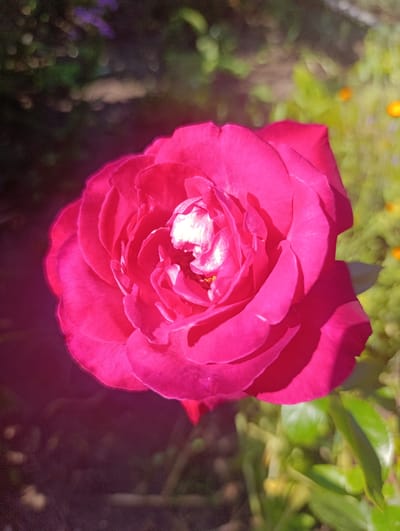 A close-up, vertical shot captures a vibrant, dark pink rose in full bloom, positioned centrally in the frame. The rose's petals are tightly layered, with the inner petals showcasing bright white highlights due to direct sunlight. The background is softly blurred, featuring a mix of dark, shadowy foliage on the left and sunlit greenery with hints of yellow flowers on the right. The overall impression is that of a rose photographed outdoors in a garden setting. The image does not contain any discernible information about its location in the city of Kalynivka, Ukraine.