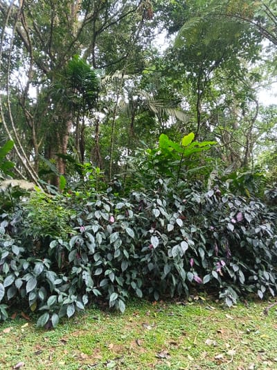 The image displays a dense botanical scene located in Tây Ninh, Vietnam. The foreground features ground cover consisting of short green grass intermingled with patches of dry brown leaves and exposed soil. Immediately behind this, a dense layer of dark green foliage forms a prominent midground, characterized by numerous leaves exhibiting a subtle silvery or light green variegation. Several instances of purple or pink-hued leaves or flower bracts are visible within this dense vegetation. The background is dominated by a thick canopy of mature trees, featuring varied leaf shapes, including some with large, broad fronds and others with more typical arboreal foliage, obscuring most of the sky. The overall environment appears lush and verdant, suggesting a forest or heavily vegetated area. No people, animals, man-made objects, or specific actions are depicted in the scene.
