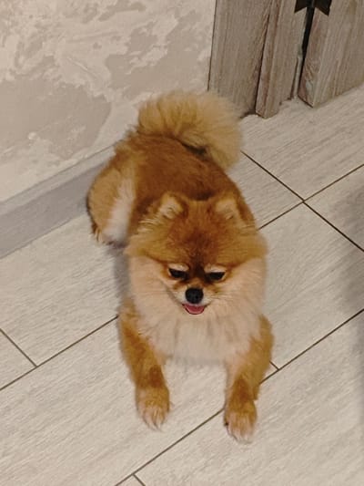 A Pomeranian dog with orange-brown fur lies on a light-colored tiled floor. The dog's head is slightly tilted, and its mouth is open, showing a pink tongue. The background includes a textured wall and a wooden door frame. The image appears to be taken indoors, possibly in a residential setting. No specific location in Боровский, Russia can be determined from the visual information.