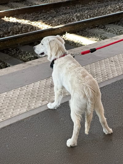 A medium shot shows a white dog on a train platform. The dog is on a red leash and appears to be looking down at the ground. The dog's fur is fluffy and light-colored, and it has a long snout. The train platform is made of concrete with a textured surface, and there are train tracks visible to the left of the platform. The lighting suggests it is daytime.
