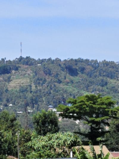 The image displays a panoramic landscape view within Kaplerartet ward, Kenya. A clear, light blue sky occupies the top third of the frame. Below, a expansive range of hills or mountains stretches across the background, covered in dense, varied green foliage. A tall, slender, metallic communication tower with multiple antenna arrays is positioned atop the highest peak on the left side of this range. Scattered structures with light-colored roofs and visible terraced or cleared land patches are interspersed across the slopes, indicating human habitation and activity. The midground shows more concentrated clusters of buildings with various colored roofs (including blue and white) nestled among trees. The foreground is dominated by dense, vibrant green foliage from multiple trees and plants. A large tree with a wide, flat, bright green canopy is prominent on the right side of the foreground, casting a shadow. Partial views of rooftops, including one appearing brown or terracotta and another area with large green leaves (possibly banana plants) obscuring it, are visible beneath the immediate foreground vegetation. A dark, vertical pole is visible in the lower-left quadrant. No individuals, discernible actions, or interactions are present in the scene.