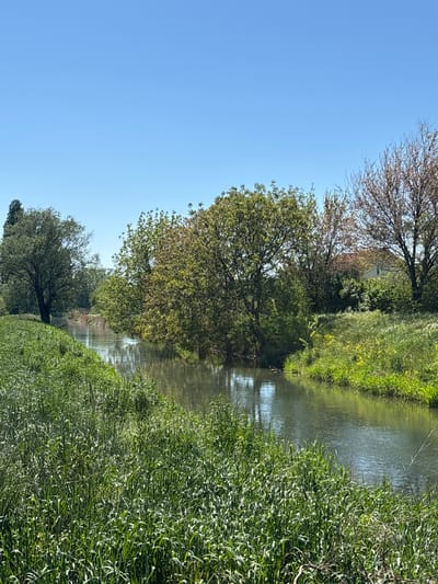 The image shows a waterway bordered by vegetation and trees, under a clear blue sky. The location is Wiener Neustadt, Austria. The waterway appears calm, reflecting the sky and surrounding foliage. Green vegetation grows densely along the banks, with trees lining the edge of the waterway on both sides. Some trees show new spring growth.
