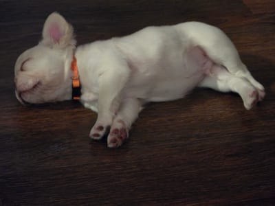 A white French bulldog puppy is sleeping on a dark brown wooden floor. The puppy is lying on its side with its eyes closed and its head resting on its paws. The puppy is wearing an orange collar. The wooden floor has a visible grain pattern. The scene is illuminated by natural light, casting soft shadows. The image appears to be taken indoors.