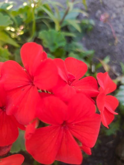 A cluster of bright red flowers is in focus in the foreground of the image. The petals are vibrant and slightly textured, with some appearing to have small specks of pollen or water droplets. In the background, out of focus, are green leaves and a blurred, greyish surface that could be a wall or pathway. There are no people or animals visible in the image. The lighting suggests it is daytime, possibly outdoors in a garden or park setting. The image does not provide any specific information to determine its location within the city of Uryupinsk, Russia.