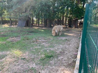 An adult alpaca with light brown fur is grazing on patchy grass and dirt in an outdoor enclosure. The alpaca is positioned in the center-right of the frame. Behind the alpaca, several trees are visible, with a small wooden shelter with a gray roof to the left. A green metal fence runs along the right edge of the image. The ground is mostly dirt with scattered dry grass and pinecones. The setting appears to be a rural area, possibly a farm or petting zoo.