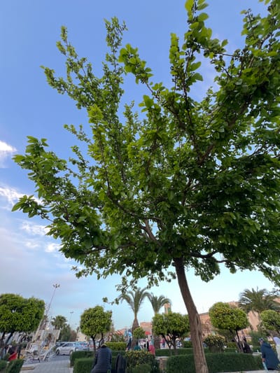 A public park or plaza in Al Machouar – Stinia, Morocco, is depicted under a blue sky with scattered white clouds, suggesting late afternoon or early evening. The foreground is dominated by a large deciduous tree with a brown trunk ascending from the lower right, featuring dense green foliage interspersed with numerous small, dark, unripe fruits.
In the midground, to the left, a paved area contains a parked white, ornate horse-drawn carriage with large spoked wheels. Beyond the carriage, a light-colored sedan and other vehicles are visible on a thoroughfare. A tall street light pole with multiple fixtures stands to the left. The landscaped environment includes neatly trimmed green hedges forming borders and several rounded, smaller trees or bushes. One individual, wearing a dark jacket, is seated on a low wall or bench in the lower-center, facing away from the camera, with a dark bag positioned next to them. Other individuals are dispersed throughout the midground and background, walking or standing. Tall palm trees are visible in the mid-right. In the far background, traditional Moroccan architecture is evident, including a building with a reddish facade and a green-tiled minaret-like structure.