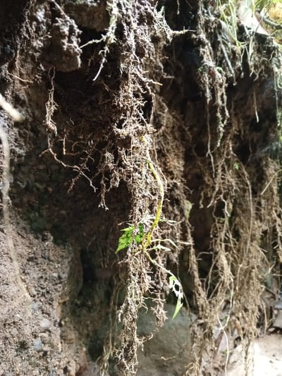 The image displays a close-up, upward-angled view of an exposed soil embankment or wall located in Silvino Lobos, Philippines. The scene is dominated by a dense network of fine, fibrous plant roots, predominantly brown and dried, hanging vertically downwards from the top edge of the soil mass. The soil itself is dark brown, appearing earthy and somewhat compacted, with visible small aggregate particles. A single, distinct, lighter green stem with several small, vibrant green leaves is visible centrally, extending downwards among the dried roots. One of these leaves exhibits multiple irregular perforations, indicative of insect damage or decay. The background consists of darker, less illuminated sections of similar soil and root structures. No human subjects, animals, or artificial objects are present.