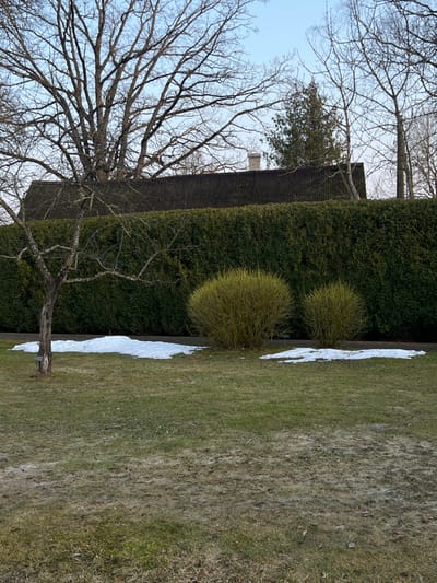 The scene depicts an outdoor landscape in Koknese, Latvia. The foreground consists of green grass with multiple irregular patches of white, melting snow. In the midground, a small deciduous tree with bare branches and a visible tag on its trunk stands to the left. To its right are two rounded shrubs with dense, bright yellow-green branches, also situated near snow patches. These shrubs and the tree are positioned in front of a long, tall hedge composed of dark green evergreen foliage. Behind the hedge, the dark, corrugated roof of a building is visible, featuring a single light-colored chimney stack on the right side of the roofline. Above the building and hedge, the bare branches of several large deciduous trees and one evergreen tree are silhouetted against a clear, pale blue sky. No people, subjects, actions, or interactions are visible.