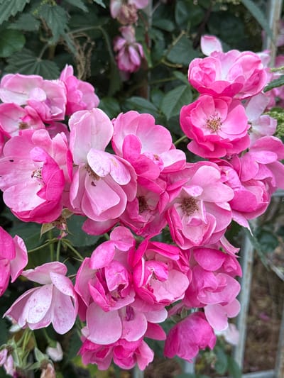 This is a close-up, eye-level, outdoor, vertical photograph of a cluster of vibrant pink roses in full bloom. The roses are densely packed, with many petals unfurling and overlapping. Some roses are fully open, revealing their stamens, while others are partially closed. The petals have a delicate, soft texture, with some showing subtle variations in shade from a bright fuchsia to a lighter pink, and a few exhibiting light speckling. The background is a blur of dark green foliage and hints of a rusted metal fence, suggesting a garden setting. The lighting is natural, creating soft shadows and highlighting the luminous quality of the petals. The image does not contain any people or animals. The scene appears to be in a residential garden or park, possibly in Wustermark, Germany, given the context provided.