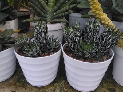 The scene is a plant nursery or garden center in Venecia, Costa Rica, featuring potted succulents. In the foreground, two white, spirally-ridged cylindrical pots contain *Haworthiopsis attenuata* succulents. The pot on the left holds a smaller cluster of these plants, while the pot on the right contains a larger, denser specimen. Both plants exhibit dark green, pointed leaves with prominent white horizontal banding. Background elements include additional potted succulents: a tall, dark green, spiky-leaved plant in a white pot, a distinctive yellow, segmented succulent, and parts of other white pots with indistinct green foliage. The pots rest on a textured surface exhibiting greenish biological growth, consistent with moss or algae on concrete. No human presence is observed. Lighting is diffuse.