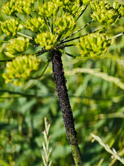 The image is a close-up, vertically oriented photograph of a plant stem heavily infested with small, dark insects, likely aphids. The stem is green and somewhat fuzzy, with the insects clustered densely along its length. Above the stem, the plant features a cluster of undeveloped green seed pods, forming an umbrella-like shape. The background is a soft blur of green foliage and grass, indicating an outdoor, natural environment. The location is specified as a city park or garden in Ковригино, Russia. There are no people or human activity visible in the image.
