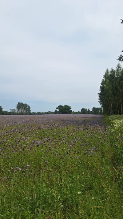 The image depicts a vast field of blooming purple flowers, likely phacelia, stretching towards a distant treeline under a pale, overcast sky. The foreground is dominated by tall green grass interspersed with some of the same purple flowers and a few yellow wildflowers. To the right, a dense stand of tall, slender birch trees forms a vertical boundary, with a patch of white wildflowers at their base. The overall impression is of a rural landscape in Vālodzes, Latvia, during the daytime, characterized by abundant natural flora and a serene, expansive atmosphere. There are no people or animals visible in the frame.