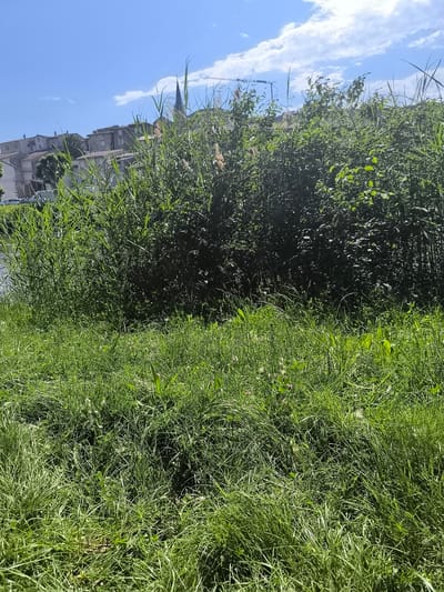 The image depicts a lush, grassy area in Chézenas, France. The foreground is dominated by dense, overgrown grass. Behind this lies a thicket of taller reeds and bushes, obscuring much of the background. Above the foliage, the tops of residential buildings are visible, hinting at the urban context. A church steeple can be seen rising amongst the buildings. The sky is a clear blue with scattered white clouds. The scene is bathed in bright sunlight. A road with a few parked cars is visible at the far left. A crane can be seen behind trees.