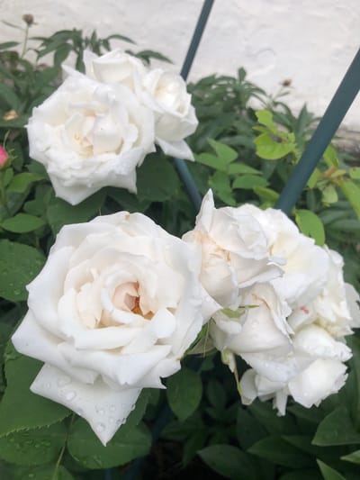 A close-up, eye-level shot captures a cluster of white roses in full bloom, some showing slight browning on their edges, suggesting a mature garden setting. The roses are adorned with water droplets, indicating recent rain or watering, which glisten on the petals and leaves. The backdrop is a textured, light-colored wall, possibly a building exterior, and out-of-focus green foliage. Two dark green stakes are visible, suggesting the roses are part of a trellised or supported plant structure. No people or animals are present in the frame. The image appears to have been taken outdoors in Radomyshl, Ukraine, given its typical naturalistic garden environment.
