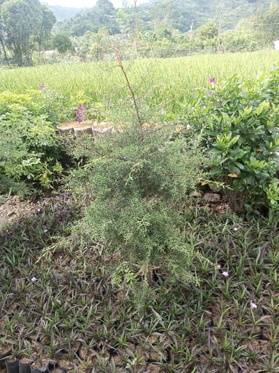 The image depicts an outdoor horticultural scene in Cibodas, Indonesia. In the foreground, the lower half of the frame is dominated by numerous small plants, predominantly with reddish-green lanceolate leaves, cultivated in individual black plastic polybags arranged in rows across the ground. Scattered among these seedlings are several small pink or light purple blossoms. Central to the foreground is a dense, medium-sized shrub or small tree, characterized by fine, scale-like, light green foliage. To the immediate left and right of this central plant are other varied green shrubs with broader leaves. Directly behind the foreground flora, a vast field of light green, upright crops, consistent with rice paddies, extends horizontally across the midground. Within this crop field, near the left edge, a cluster of potted plants displaying vibrant purple flowers is visible. The background features undulating green hills and mountains under a bright, diffused sky, with scattered trees and distant structures visible on the slopes. No individuals are present, and no actions or interactions are observed within the static daylight scene.