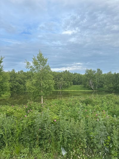 The image depicts a tranquil natural scene with a body of water surrounded by dense green foliage. The water is calm and reflects the overcast sky and the trees lining its banks. In the foreground, a variety of plants, including tall grasses and smaller shrubs with pink flowers, create a lush and wild appearance. A single birch tree with white bark stands prominently in the middle ground, adding a distinctive element to the landscape. The sky is filled with soft, gray clouds, suggesting a humid or possibly rainy atmosphere. There are no people or man-made structures visible, indicating a natural, undeveloped environment. The overall impression is one of peaceful, untouched wilderness. The scene is consistent with the natural landscapes found in the Yuzhnyye Koryaki region of Russia, characterized by its boreal forests and water bodies.