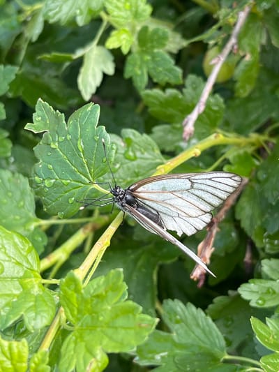 A black and white butterfly rests on a green leaf covered in water droplets. The butterfly's wings are mostly white with black veins and a black body. The background is a blur of green leaves and branches. The location is Pamyati 13 Bortsov, Russia.
