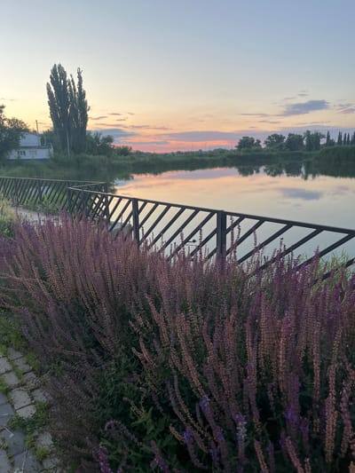 An outdoor, eye-level, vertical shot captures a serene lakeside scene in Kotovo, Russia, during what appears to be either sunrise or sunset. In the foreground, a dense thicket of tall, purple flowering plants, likely lavender or salvia, dominates the lower half of the frame. These plants are situated to the right and extend across the entire bottom of the image. A dark, metal fence with a repeating diagonal slat pattern runs horizontally across the middle ground, separating the flowering plants from the body of water. Beyond the fence and water, the opposite bank is lined with lush green trees and vegetation, with a solitary white building with a blue roof visible on the far left. The sky above is a soft gradient of pale blue and pink hues, with scattered clouds reflecting in the calm water. In the distance, faint outlines of wind turbines can be seen against the horizon. The overall impression is one of peaceful natural beauty.