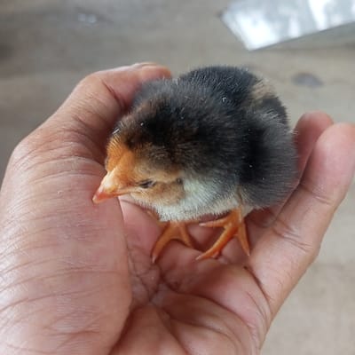 A tiny chick, predominantly black with hints of brown and yellow on its head, rests comfortably in the palm of a hand. Its small orange beak is slightly open, and its slender orange legs extend from beneath its fluffy body. The hand is human, its skin tone reflecting a medium complexion. The background is blurred, suggesting an outdoor setting with a light, neutral tone. The overall image is a close-up, emphasizing the chick's delicate features and the protective gesture of the hand.