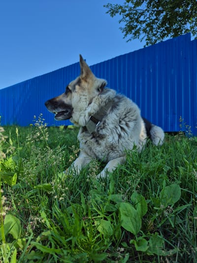 A German Shepherd dog is lying in the green grass in front of a bright blue metal fence. The dog is facing left, looking off into the distance. Its fur is a mix of tan, gray, and black. The fence is tall and appears to be corrugated metal. Behind the fence, a few green leaves from a tree are visible against a clear blue sky. The foreground is filled with lush green grass and some small plants. The scene is outdoors on a sunny day. The location is the city of Dolyna, Russia.