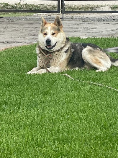The image depicts an outdoor scene in Chulym, Russia, featuring a multi-colored dog resting on a vibrant green lawn. The dog, a medium-to-large breed with white, tan, and dark grey/black fur, is lying on its stomach with its front paws extended forward. Its face shows a relaxed expression, with eyes partially squinted (the right eye more so) and its mouth slightly agape, revealing teeth and tongue. Around its neck is a multi-colored braided collar, predominantly green, red, and brown. A thin, light-colored rope or string extends from near the dog's right front leg, trailing across the grass towards the lower right of the frame. The foreground consists of uniformly cut, healthy green grass. Immediately behind the dog, the grass transitions to a light grey paved surface, likely concrete or asphalt. In the background, a dark metal fence or gate with horizontal bars is visible, separating the paved area from sparse, light-colored vegetation. The scene is illuminated by natural daylight, indicating clear weather.