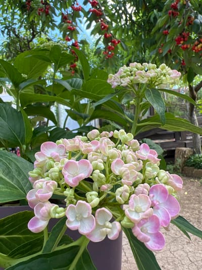 The image shows a close-up of a cluster of pink and white hydrangeas in the foreground. The flowers are delicate, with some buds still closed and others in full bloom. The leaves of the hydrangea plant are large and a vibrant green. In the background, there is a cherry tree laden with red cherries, suggesting a late spring or early summer setting. The backdrop also includes blurred foliage and a hint of a wooden fence and stone pathway, indicative of a garden or outdoor area. The overall scene evokes a sense of natural beauty and tranquility. There are no people visible in the image. The location is identified as Suvorovskoye rural settlement, Ukraine.